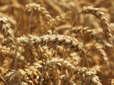 Wheat Trading