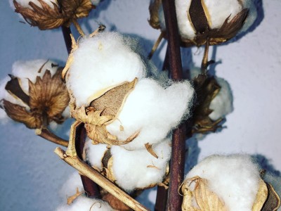 cad-cotton