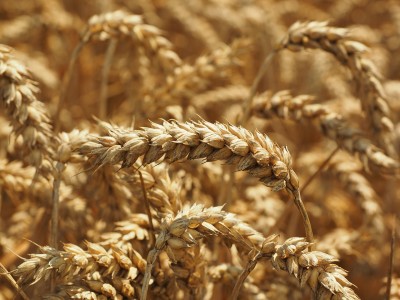 cad-wheat